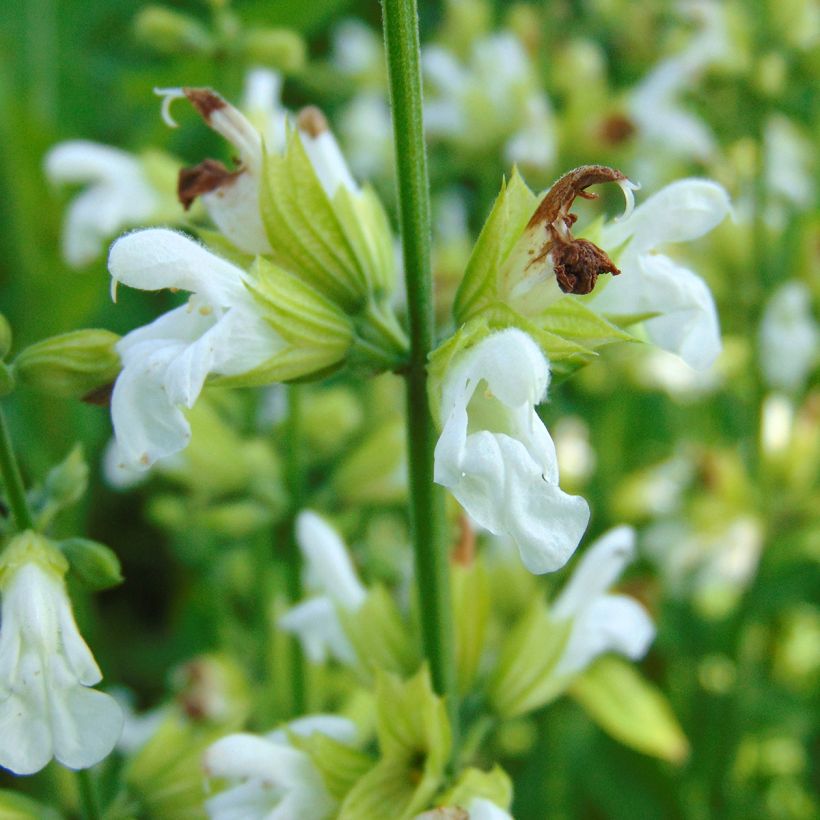 Sauge officinale Albiflora - Salvia officinalis (Flowering)