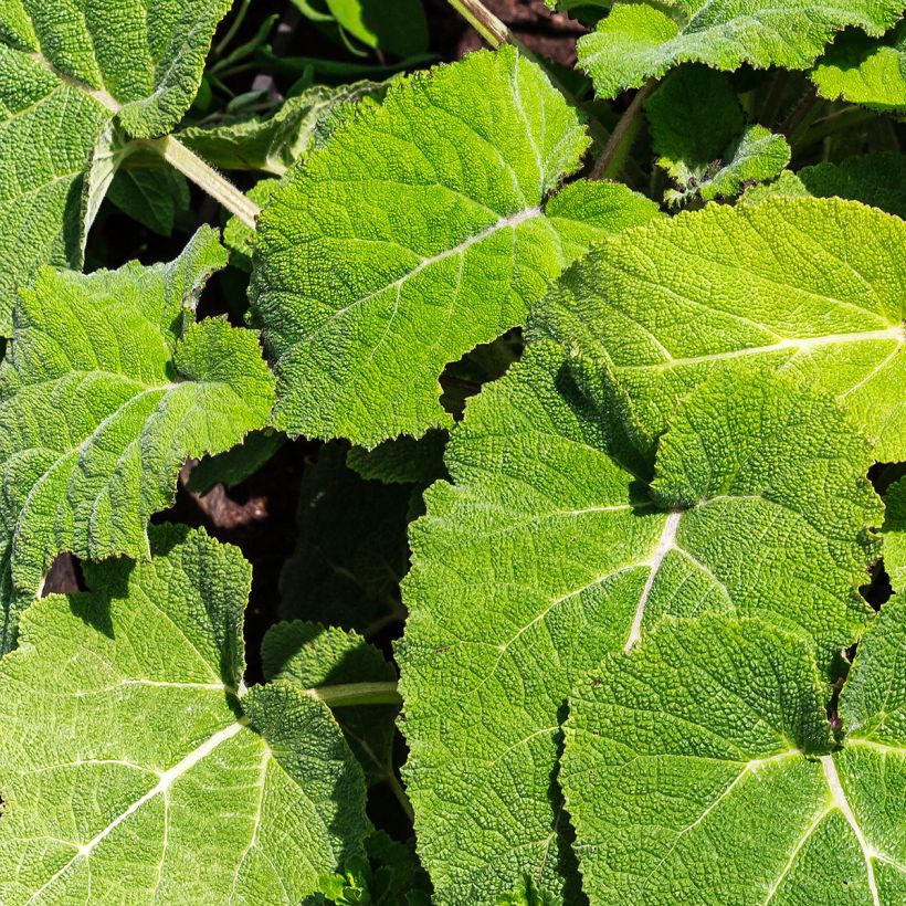 Sauge sclarée - Salvia sclarea (Foliage)