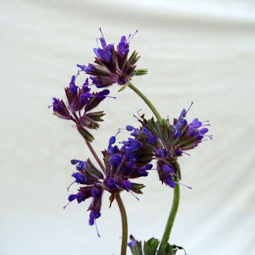 Sauge verticillée - Salvia verticillata Purple Rain (Flowering)