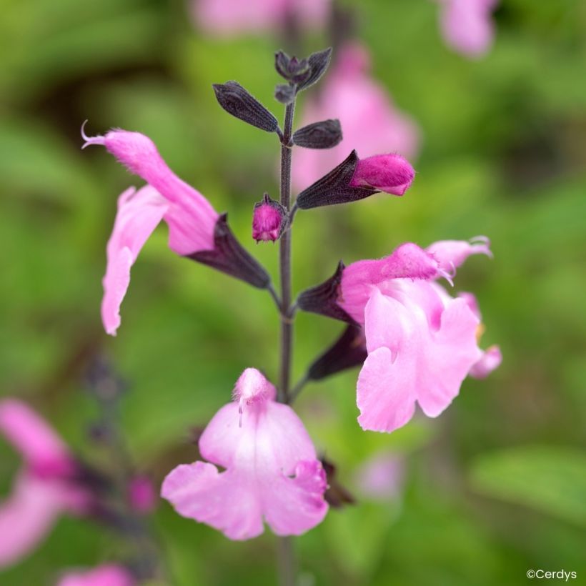 Sauge arbustive Malabar - Salvia jamensis (Flowering)