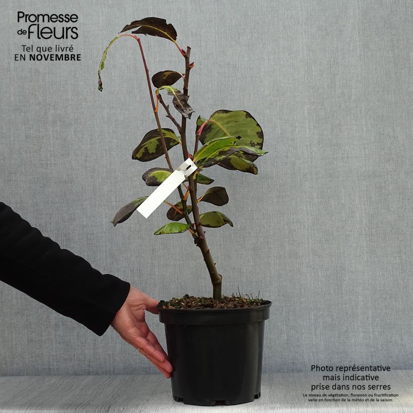 Example of Saule magnifique - Salix magnifica Pot de 4L/5L as you get in automne