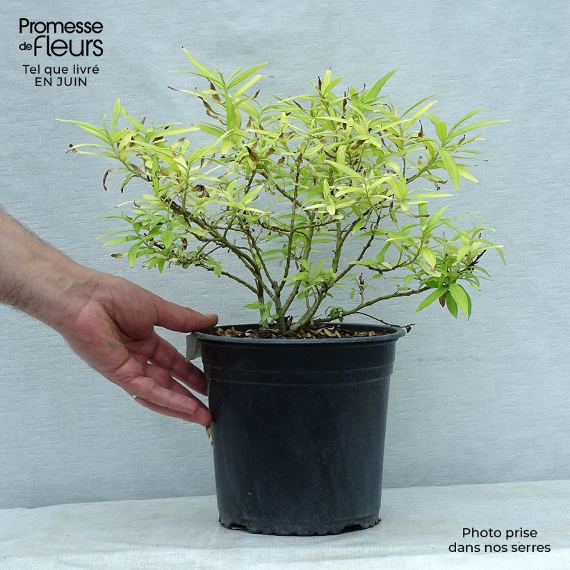 Example of Saule doré -  Salix sachalinensis Golden Sunshine Pot de 4L/5L as you get in ete
