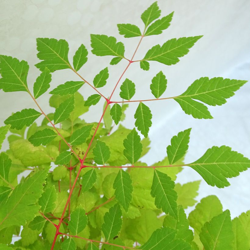 Savonnier orange - Koelreuteria paniculata Coral Sun (Foliage)