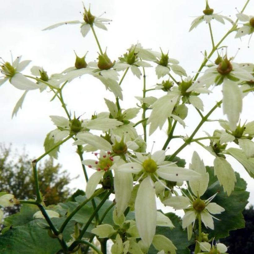 Saxifraga OPERA Orpheus - Saxifrage (Flowering)