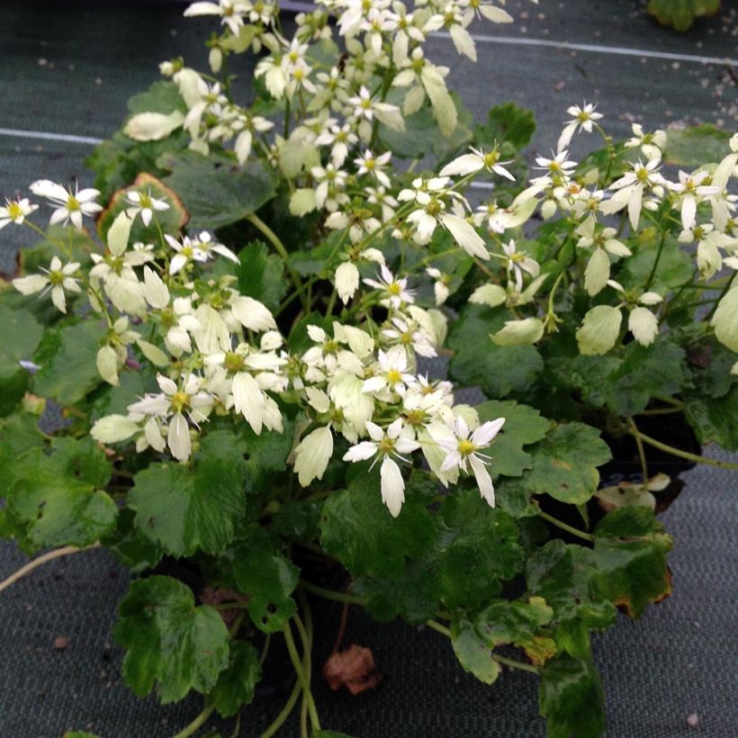 Saxifraga OPERA Orpheus - Saxifrage (Plant habit)