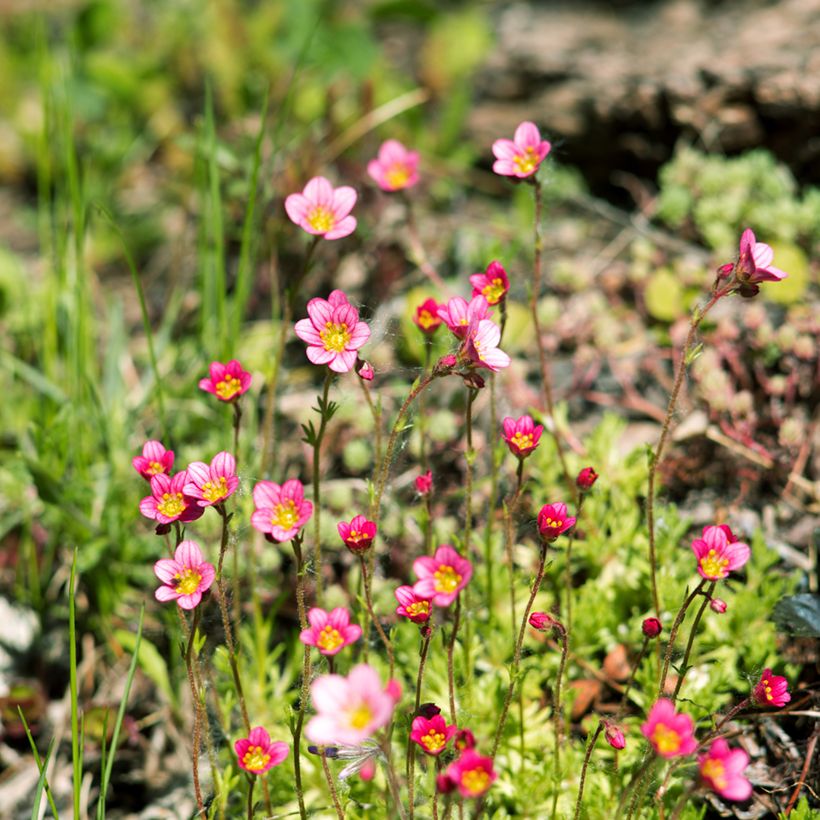 Saxifraga arendsii Peter Pan - Saxifrage mousse (Plant habit)