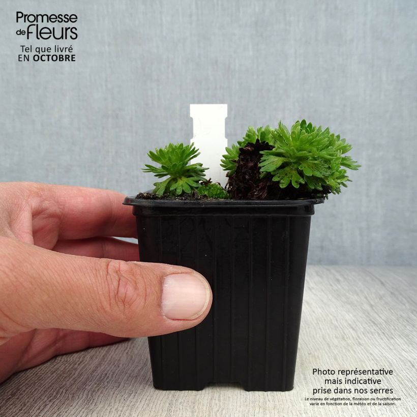 Example of Saxifraga arendsii Ware's Crimson - Saxifrage mousse Godet de 8/9 cm as you get in automne
