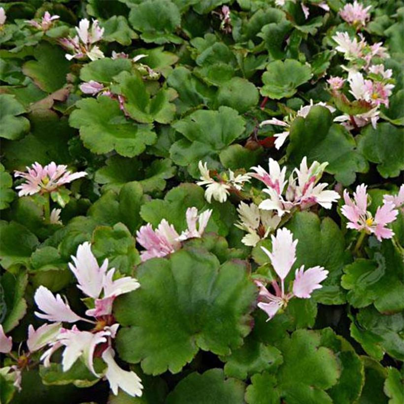 Saxifraga cortusifolia Cheap Confections - Saxifrage. (Foliage)