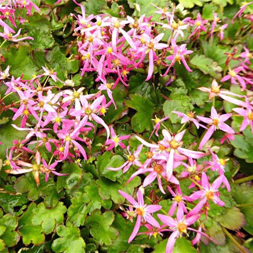 Saxifraga fortunei Sugar Plum Fairy - Saxifrage (Foliage)