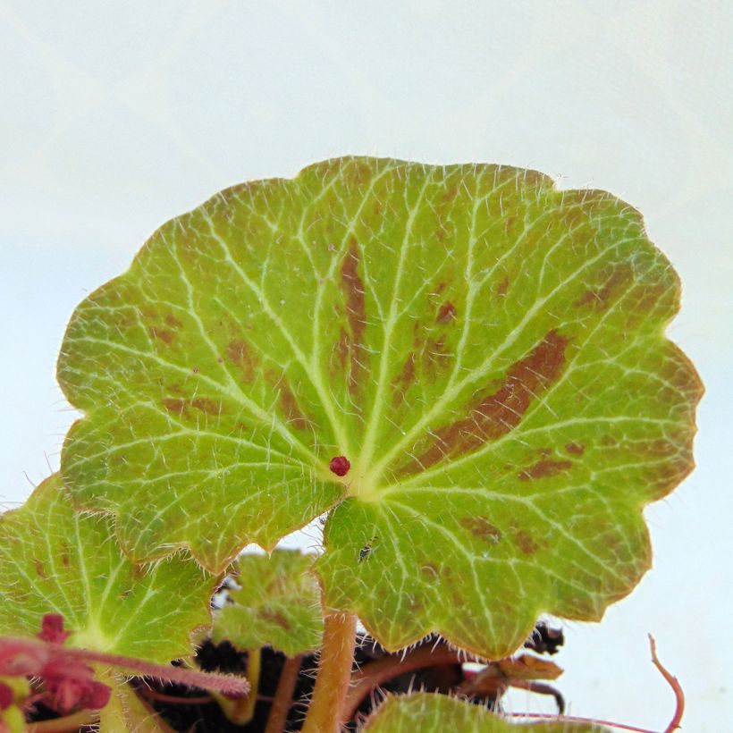 Saxifraga stolonifera Cuscutiformis - Saxifrage à stolons (Foliage)