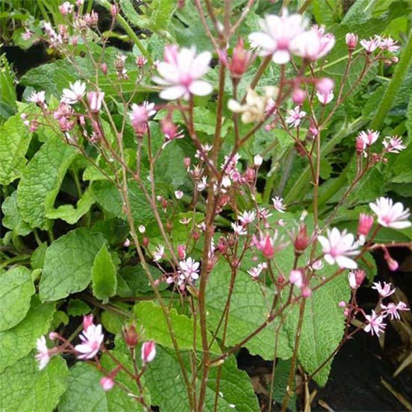 Saxifraga umbrosa Clarence Elliott - Désespoir du peintre. (Flowering)