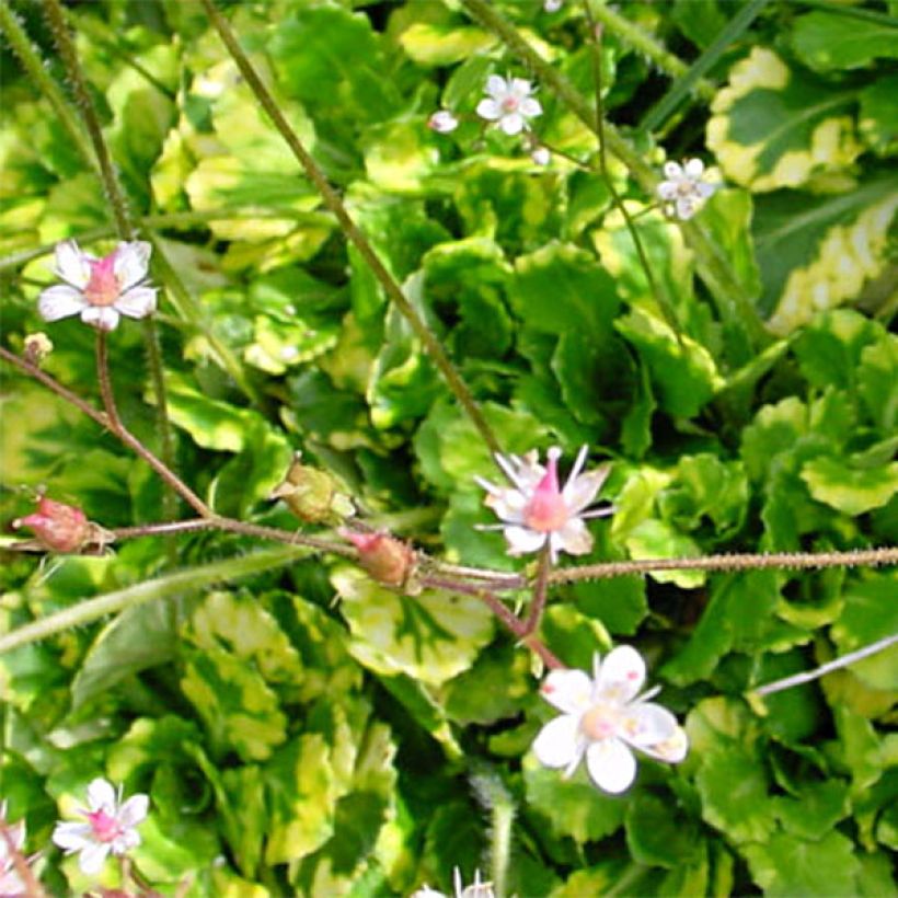Saxifraga umbrosa Variegata  (Foliage)