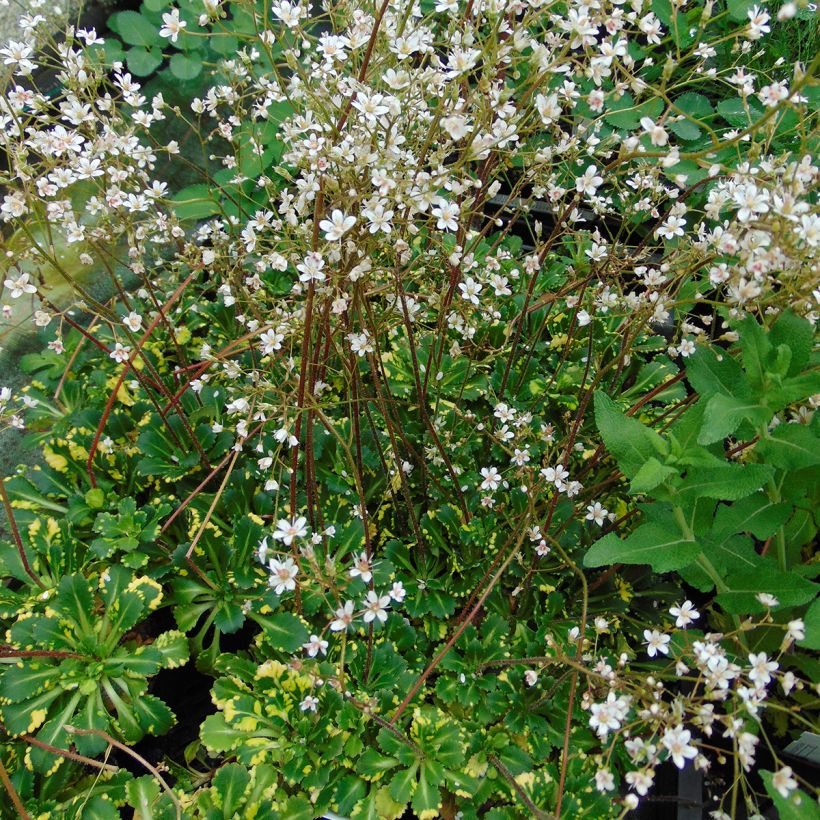 Saxifraga umbrosa Variegata  (Plant habit)