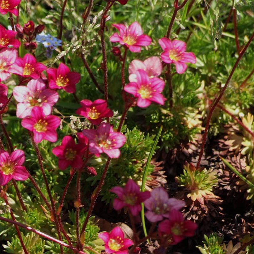 Saxifraga x arendsii Pixie - Saxifrage mousse (Flowering)