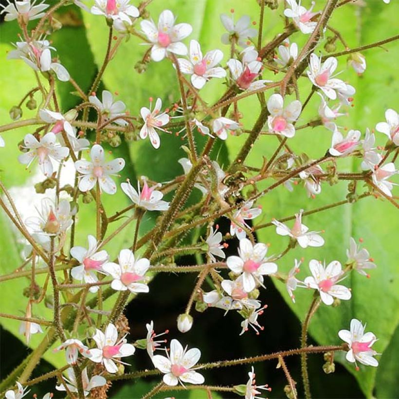 Saxifraga x urbium - Désespoir du peintre (Flowering)