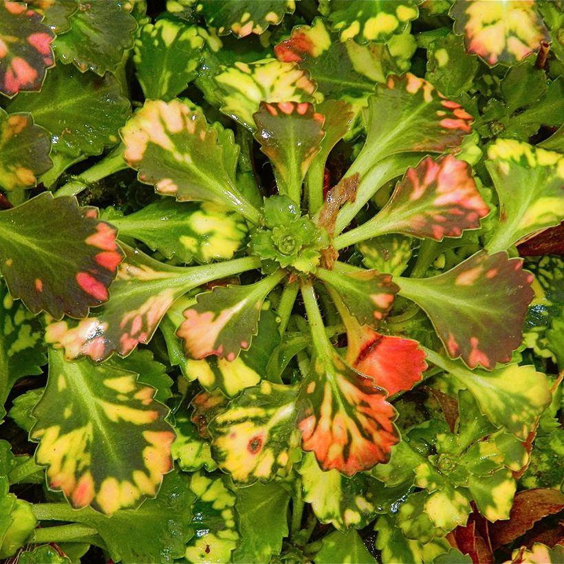 Saxifraga x urbium Aureopunctata - Désespoir du peintre (Foliage)