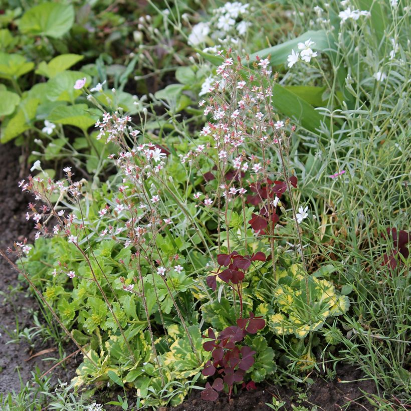 Saxifraga x urbium Aureopunctata - Désespoir du peintre (Plant habit)