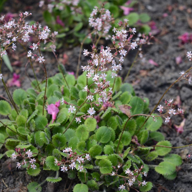 Saxifraga x urbium - Désespoir du peintre (Plant habit)