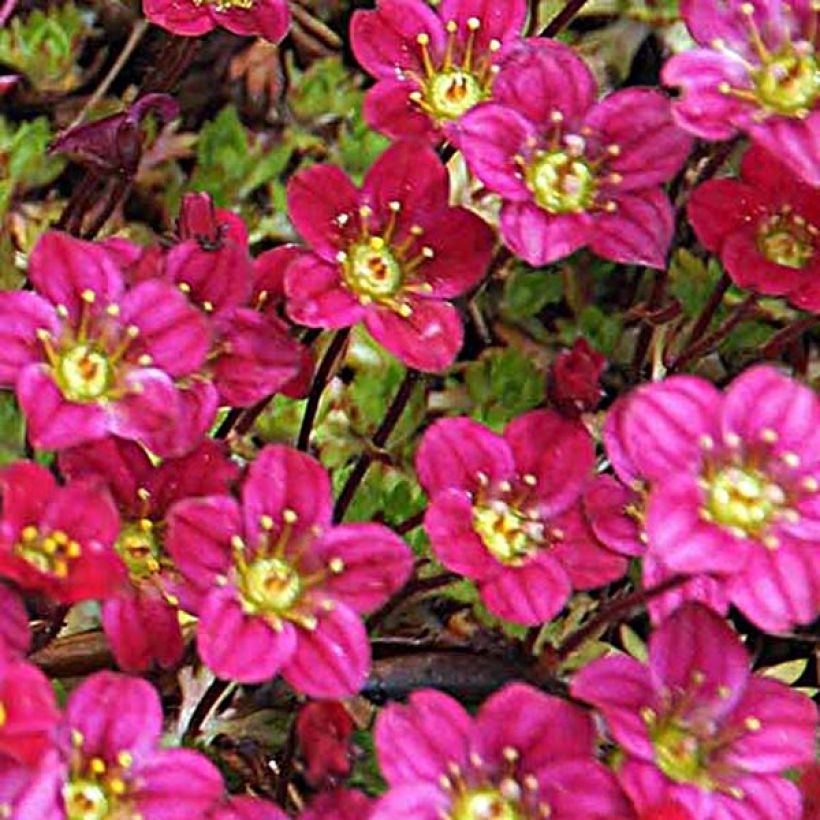 Saxifraga arendsii Peter Pan - Saxifrage mousse (Flowering)