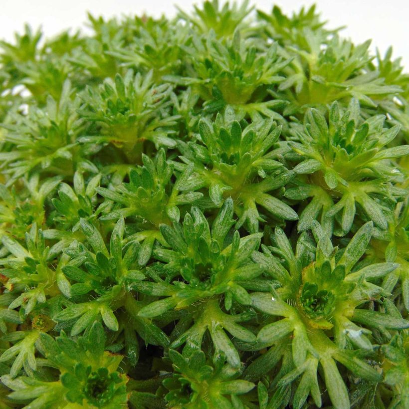 Saxifrage arendsii Pixie White - Gazon Turc (Foliage)