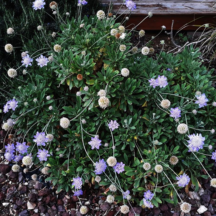 Scabieuse Butterfly Blue - Scabiosa (Plant habit)