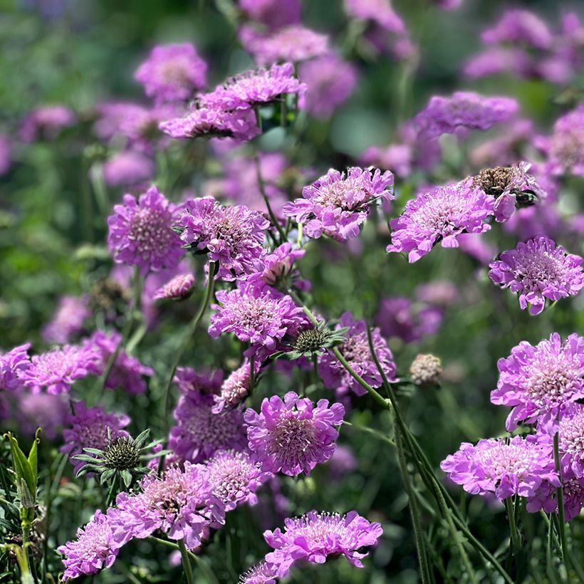 Scabieuse columbaria Pink Mist (Plant habit)