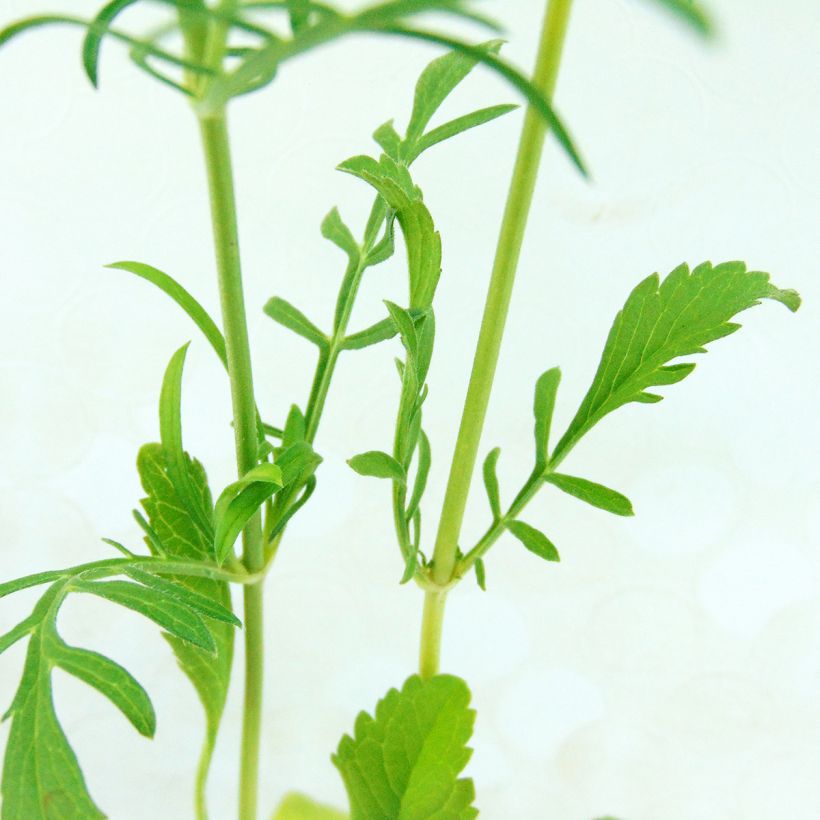 Scabieuse noire - Scabiosa Chile Black (Foliage)