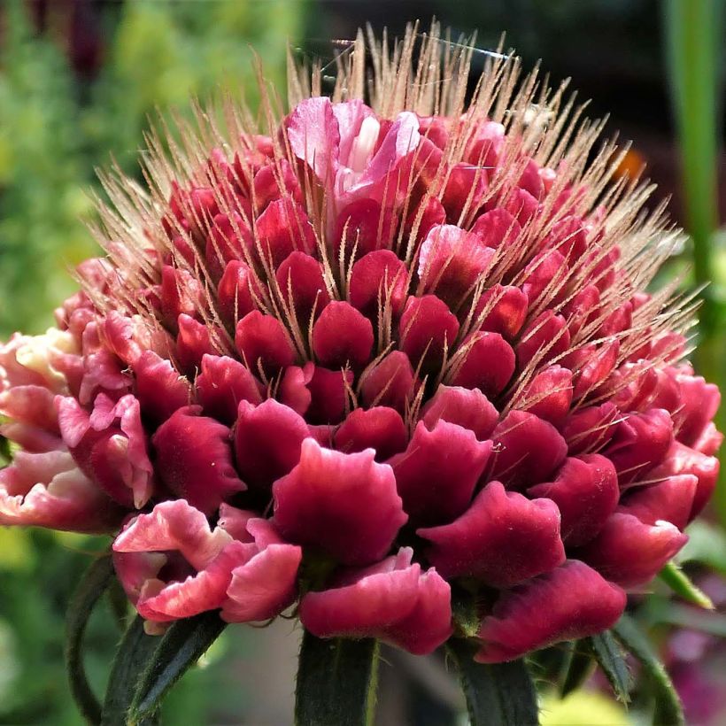 Scabieuse - Scabiosa Marshmallow Scoop ® (Flowering)