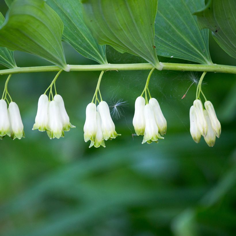 Sceau de Salomon - Polygonatum multiflorum (Flowering)