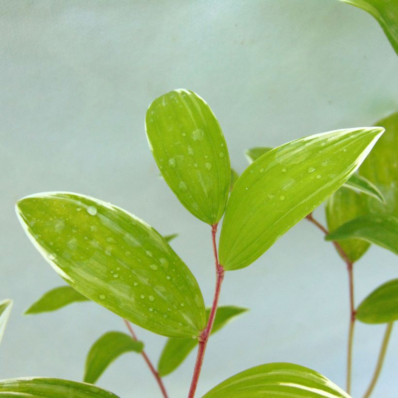 Sceau de Salomon panaché - Polygonatum falcatum Variegatum (Foliage)