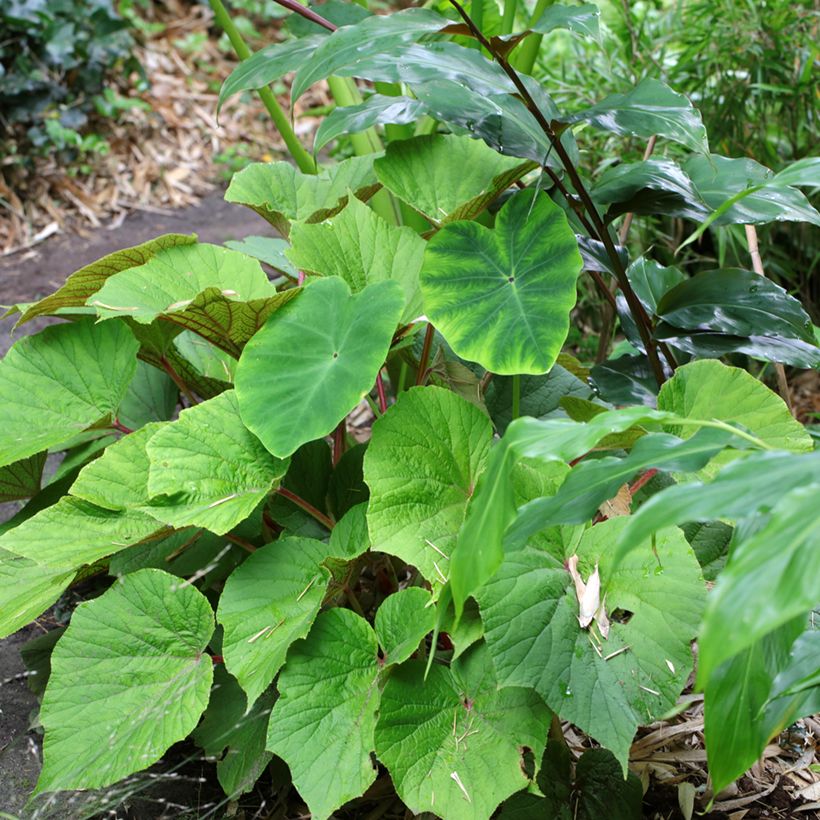 Begonia Torsa (Plant habit)