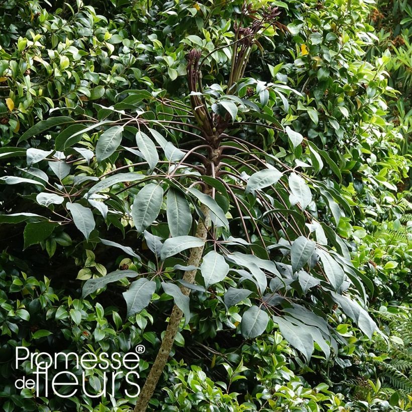 Schefflera alpina - Schefflera (Plant habit)