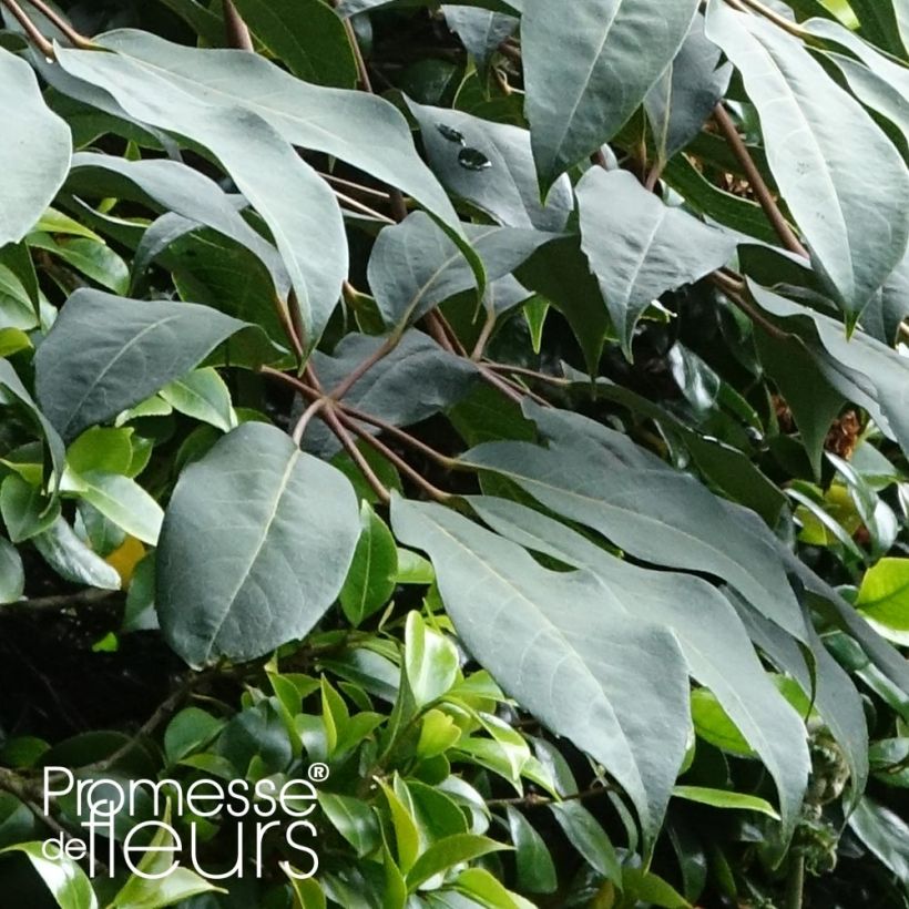 Schefflera alpina - Schefflera (Foliage)