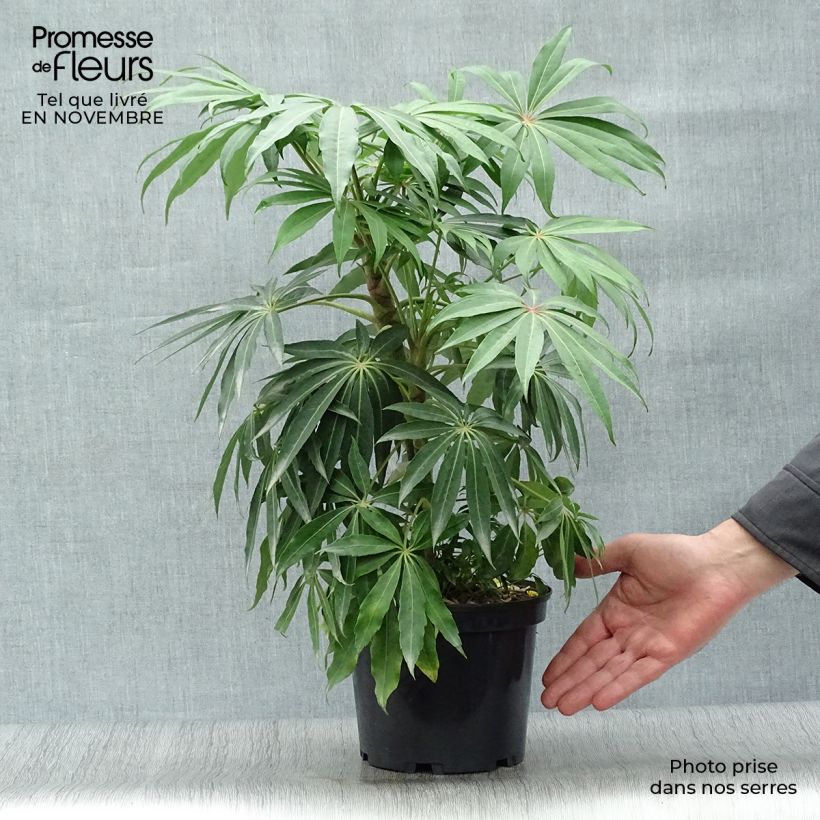 Example of Schefflera taiwaniana Pot de 2L/3L as you get in automne