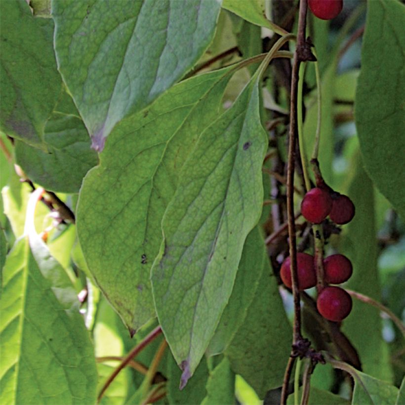 Schisandra chinensis - Baie aux 5 saveurs (Foliage)