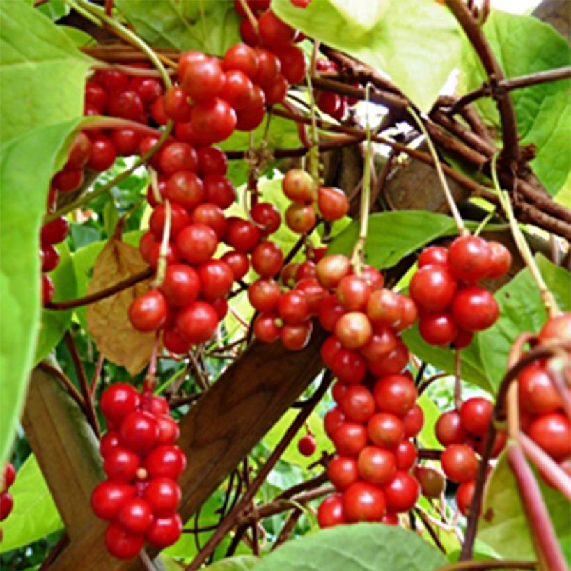 Schisandra chinensis - Baie aux 5 saveurs (Harvest)