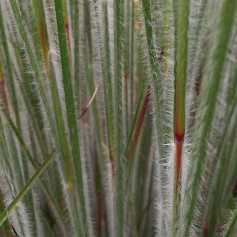 Schizachyrium scoparium Ha Ha Tonka - Herbe à balais (Foliage)