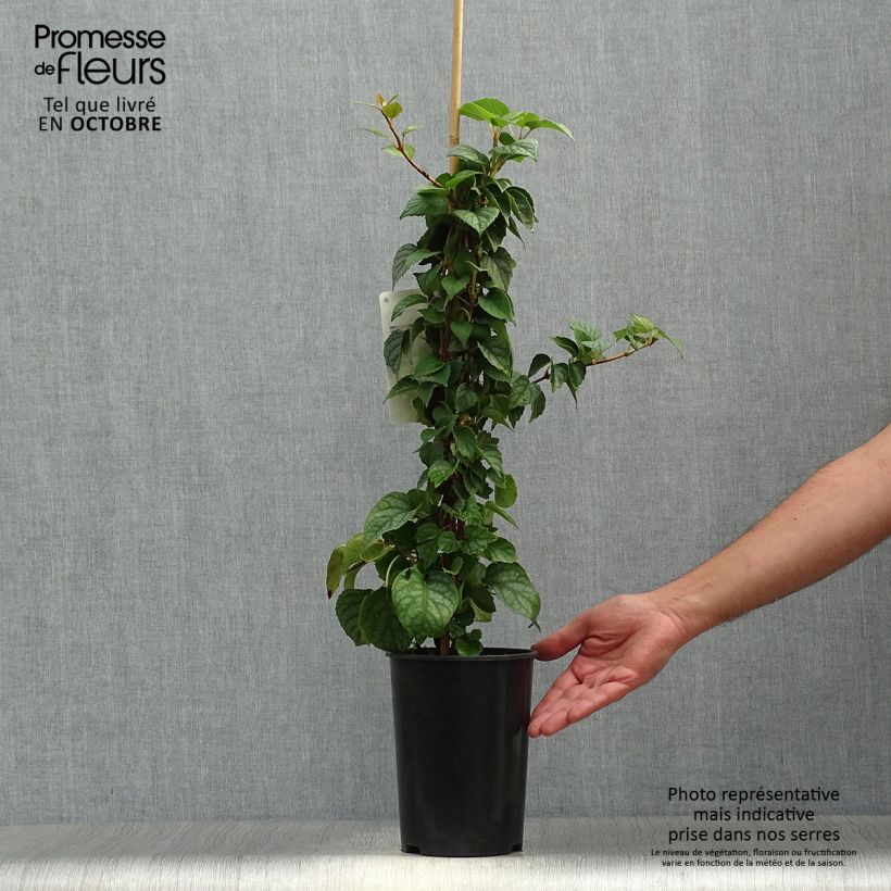 Example of Schizophragma hydrangeoides Moonlight Pot de 2L/3L as you get in automne
