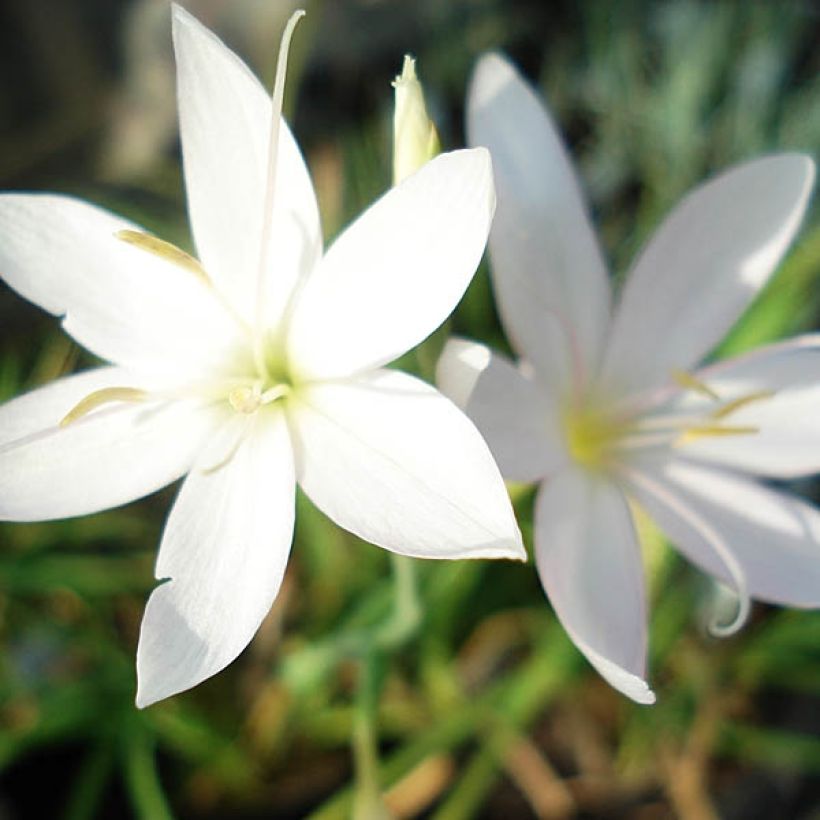 Schizostylis coccinea Alba, Lis des Cafres (Flowering)