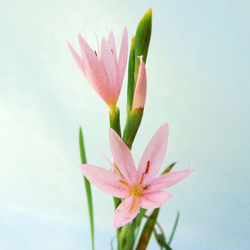Schizostylis cocc.Mrs Hegarty - Lis des Cafres (Flowering)