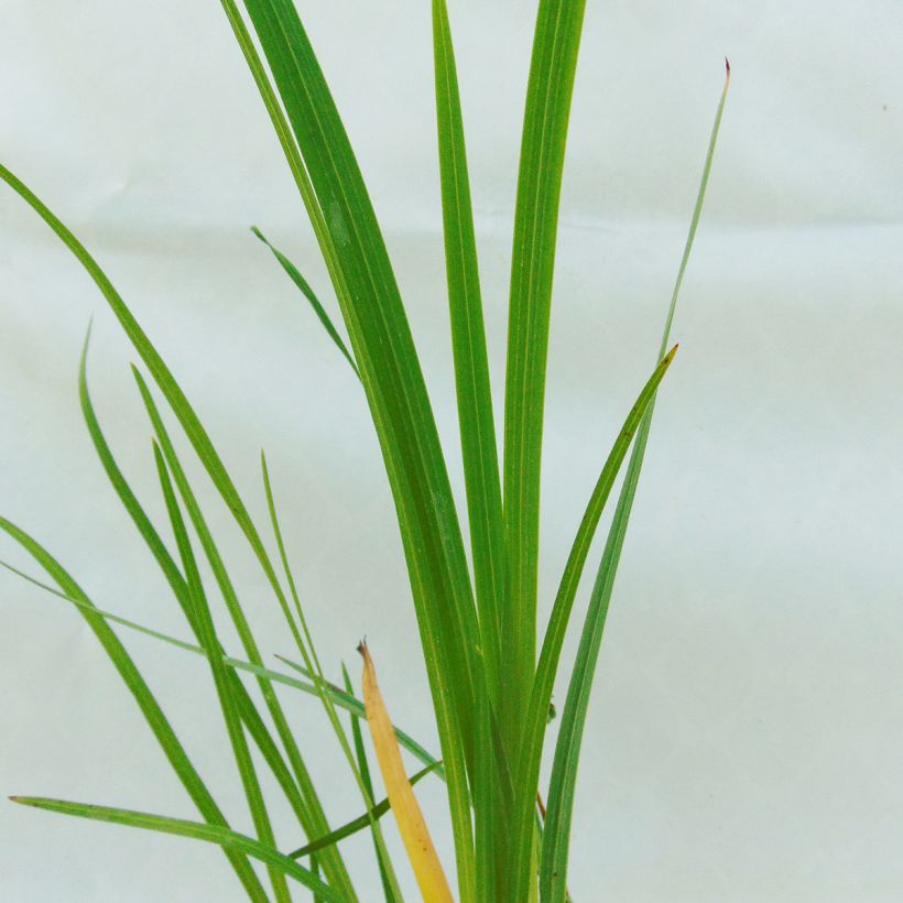 Schizostylis coccinea Alba, Lis des Cafres (Foliage)