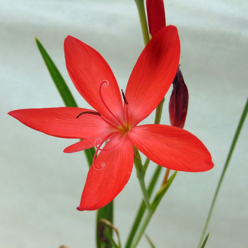 Schizostylis coccinea Major - Lis des Cafres (Flowering)
