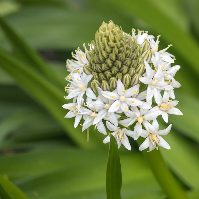 Scille du Pérou - Scilla peruviana White Moon (Flowering)