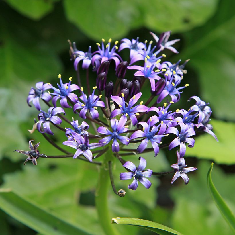Scille du Pérou - Scilla peruviana (Flowering)