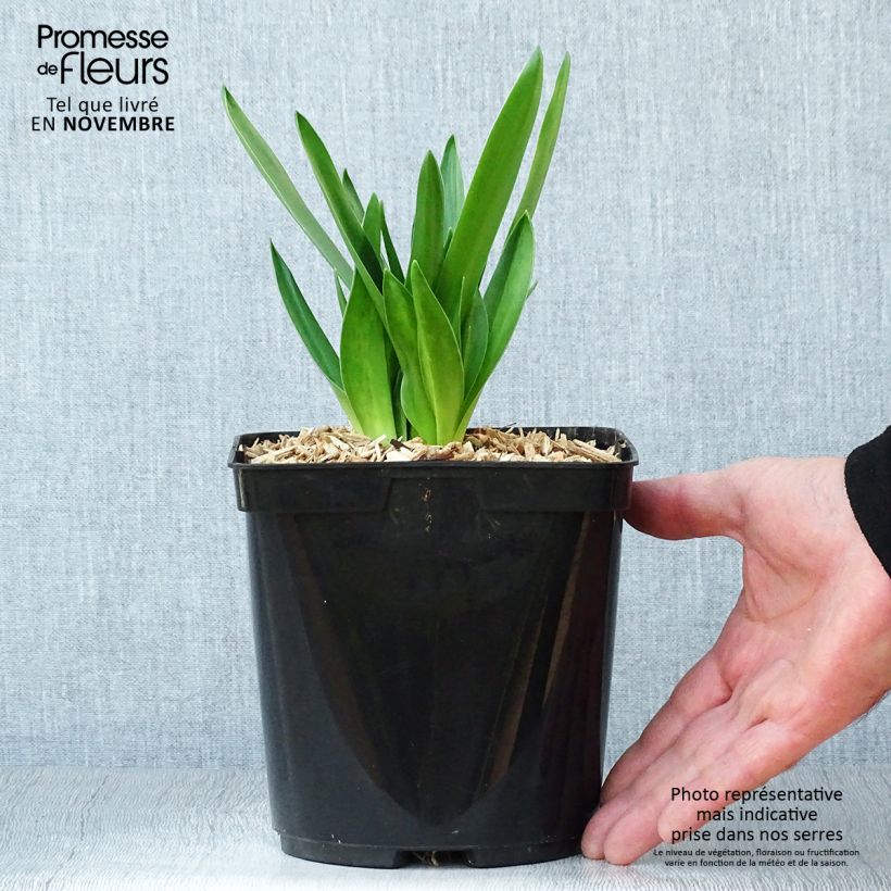 Example of Scille du Pérou - Scilla peruviana Pot de 2L/3L as you get in automne