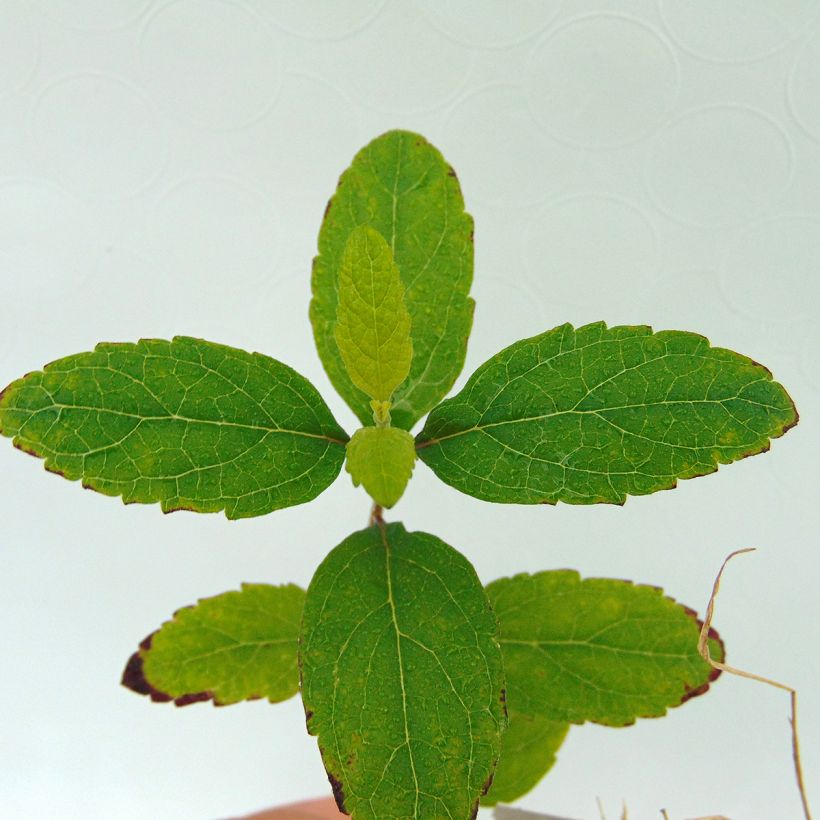 Scutellaria Incana - Scutellaire (Foliage)