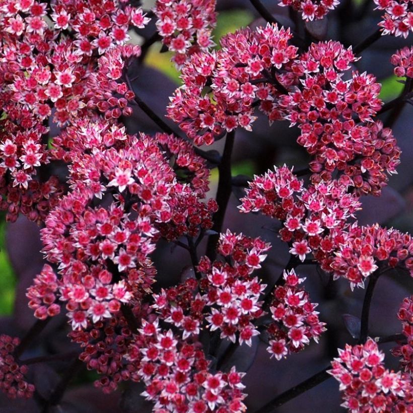 Sedum Sunsparkler Blue Pearl - Orpin (Flowering)