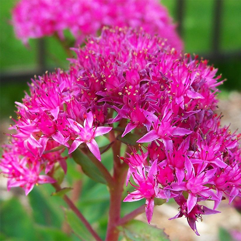 Sedum spectabile Carl - Orpin d'Automne (Flowering)