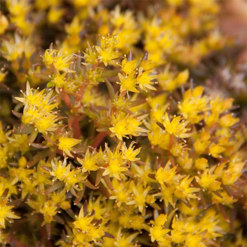Sedum Chocolate Ball - Orpin (Flowering)