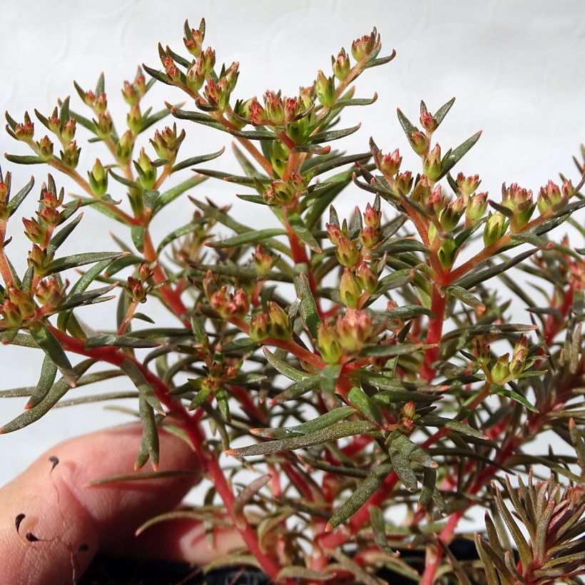 Sedum Chocolate Ball - Orpin (Foliage)